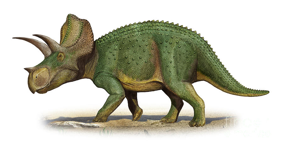 Ceratopsideos