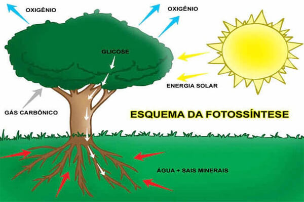 Fotossíntese: o que é? Só as plantas fazem? Leia aqui tudo.