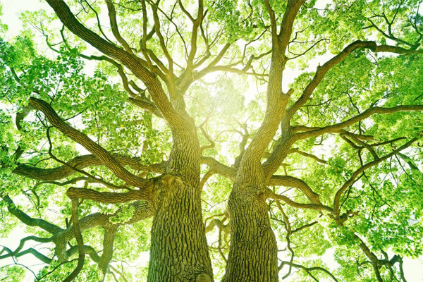 Biologia: Fotossíntese: o que é? Só as plantas fazem? Leia tudo aqui