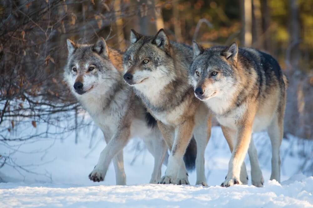 Biologia: Lobo – Características do animal: espécies (tipos), sobrevivência e curiosidades