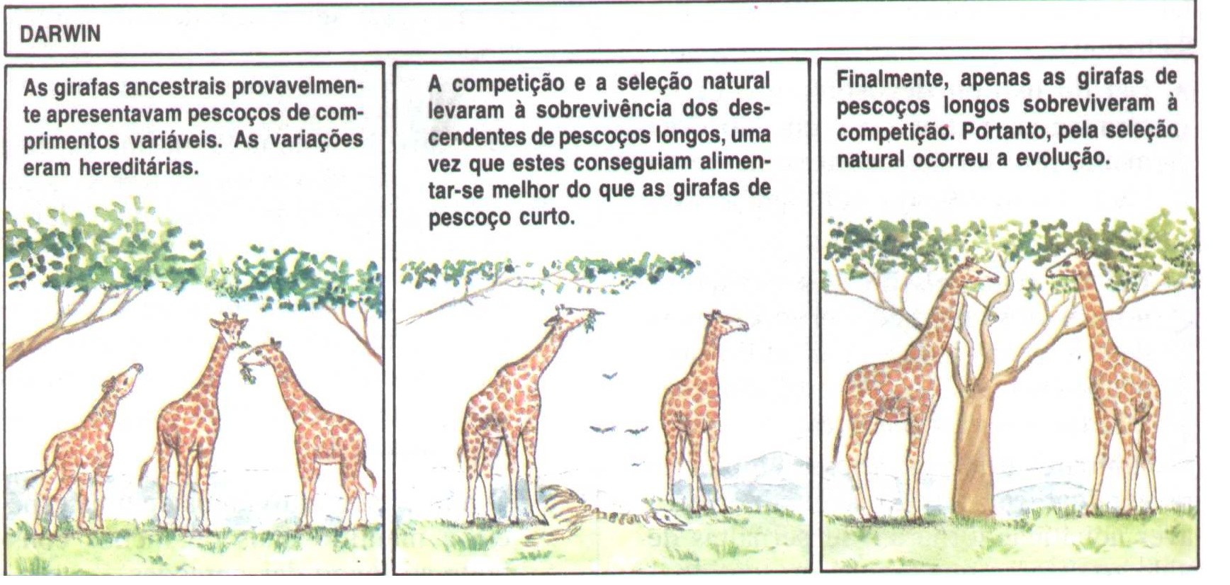 teoria da evolução