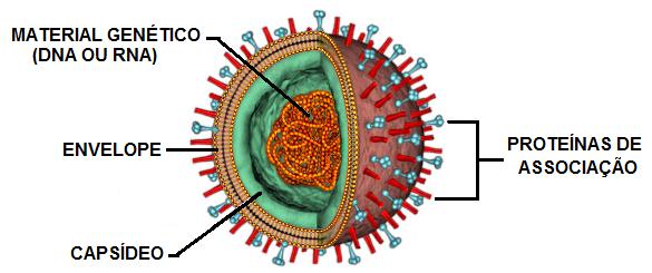 Estrutura do vírus