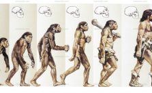 Teoria da Evolução – Como o Homem Surgiu? Charles Darwin 