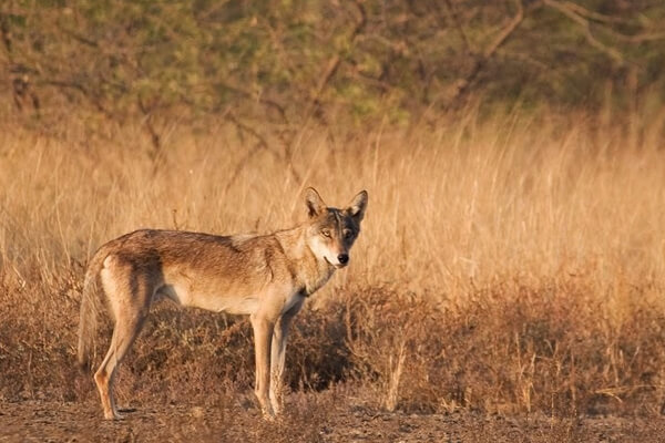 lobo árabe espécie