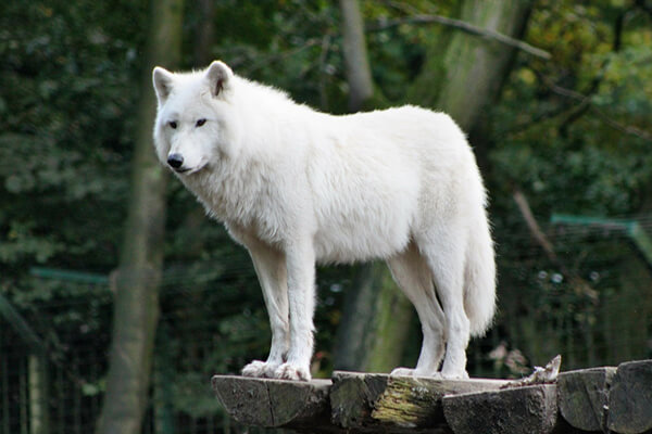 lobo ártico