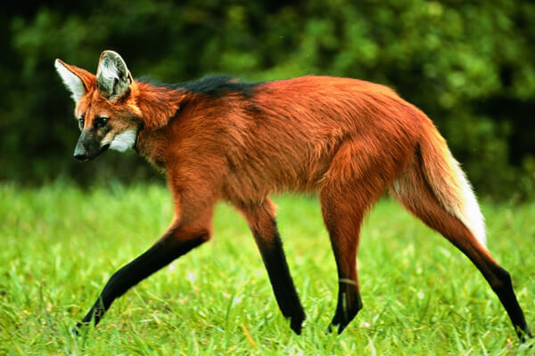 lobo guará