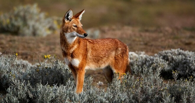 lobo vermelho espécie