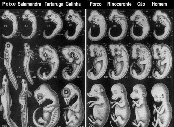 teoria darwinista