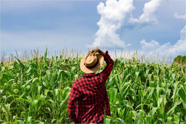 História: Reforma Agrária – O que é? Surgimento e Como funciona