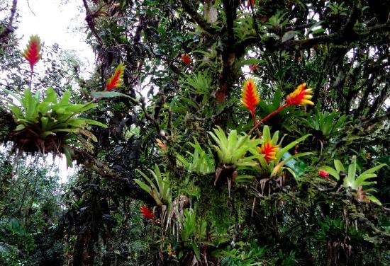 Mata Atlântica: características, vegetação, clima e mais