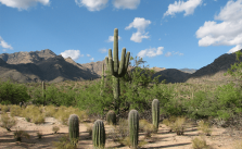 Caatinga: vegetação, clima, animais e mais 