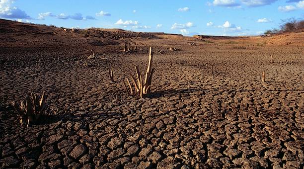 Caatinga: vegetação, clima, animais e mais