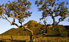 Cerrado: o que é? Vegetação, animais e relevo 