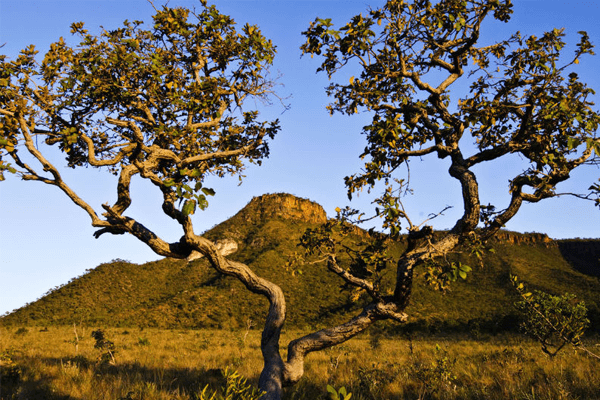 Geografia: Cerrado: o que é? Vegetação, animais e relevo