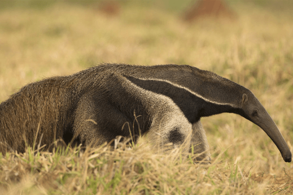 Cerrado: o que é? Vegetação, animais e relevo