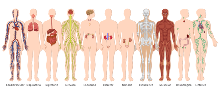 divisão do corpo humano em sistemas