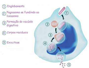 fagocitose passo a passo