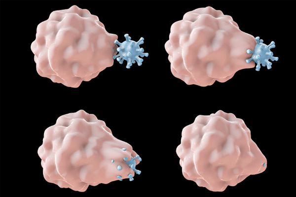 Biologia: Fagocitose e Pinocitose – O que é? Significado e Como funcionam