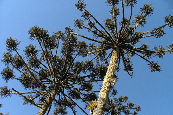 Reino Plantae: Organização, Como Funciona e Divisões