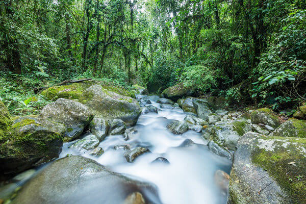 Mata Atlântica: características, vegetação, clima e mais