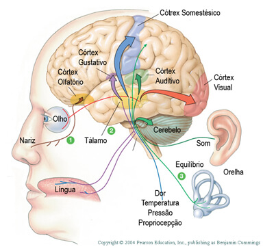 órgãos do sistema sensorial