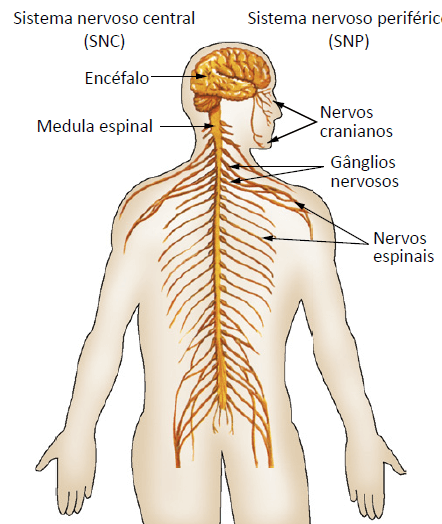 desenho do sistema nervoso