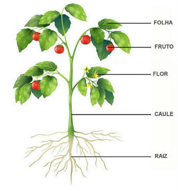 Reino Plantae: Organização, Como Funciona e Divisões