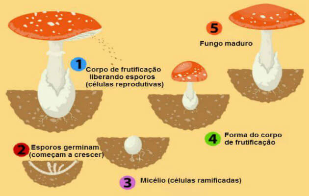 Reino Fungi: o que é, principais características e mais