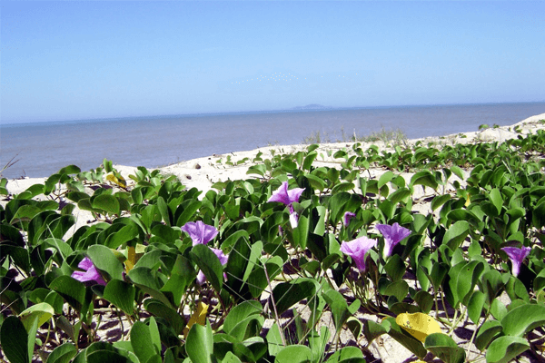 Mata Atlântica: características, vegetação, clima e mais