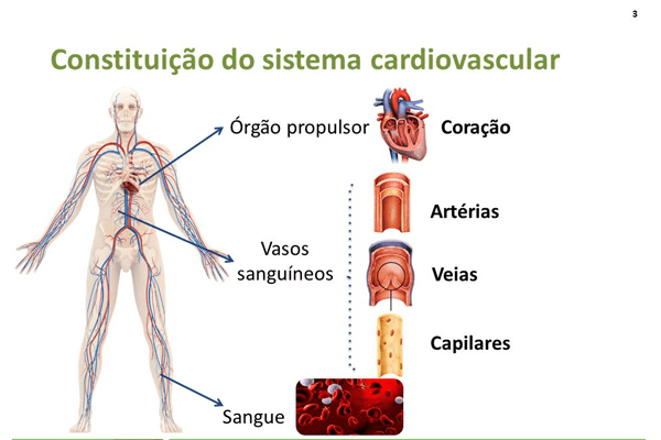 sistema cardiovascular