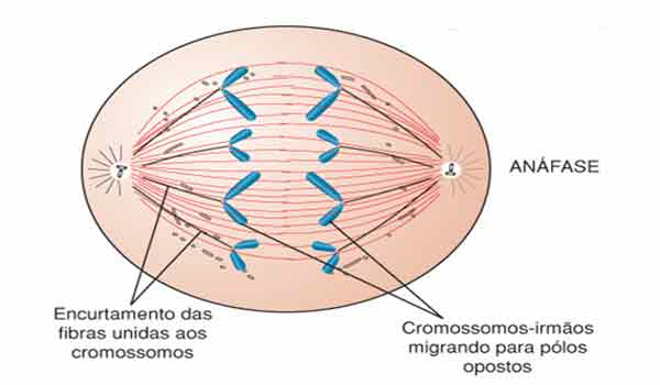 anáfase mitose