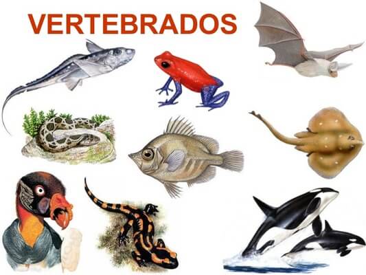 animais vertebrados