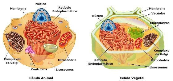 Célula animal: componentes, funções e diferenças da vegetal