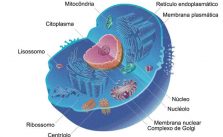 Célula animal: componentes, funções e diferenças da vegetal 