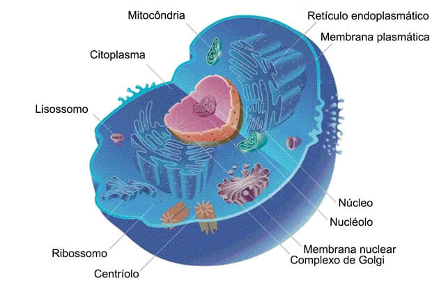 Biologia: Célula animal: componentes, funções e diferenças da vegetal