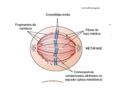 metáfase mitose