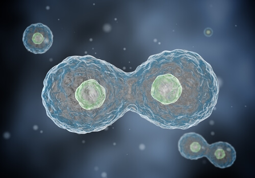 Biologia: Mitose e Meiose – Fases e Explicação de Como Acontece a Divisão Celular