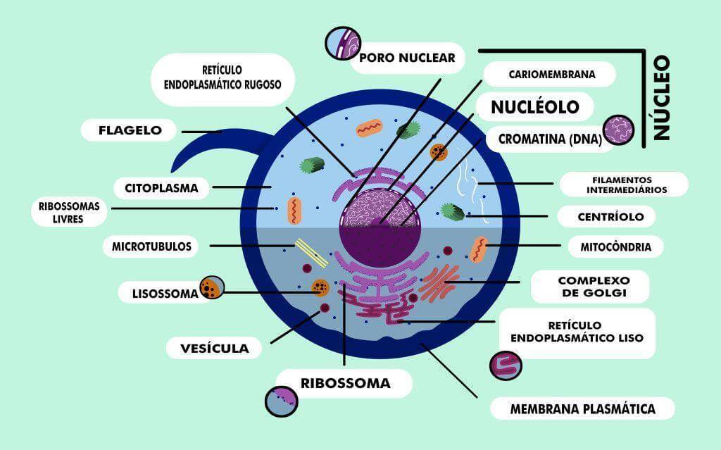 Célula animal: componentes, funções e diferenças da vegetal