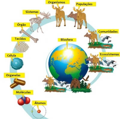 organização dos ecossistemas