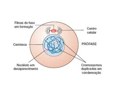 prófase mitose