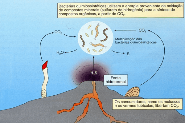 quimiossíntese bactérias nitrificantes