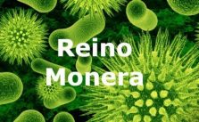 Reino Monera – O que é e Principais características 