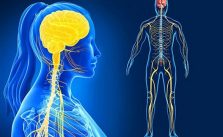 Sistema Nervoso – O que é? Para que serve? Como se divide e Importância 