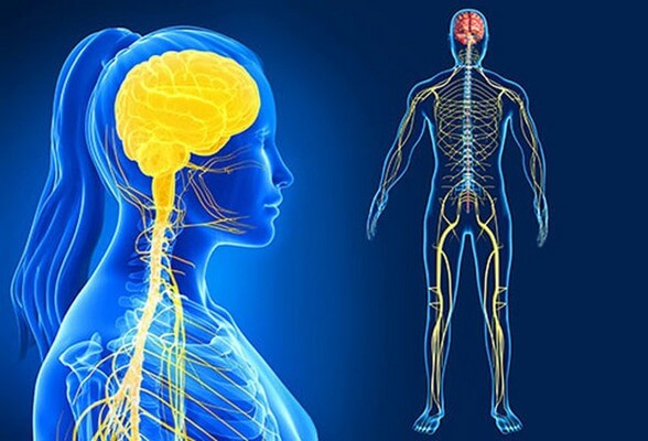 Biologia: Sistema Nervoso – O que é? Para que serve? Como se divide e Importância