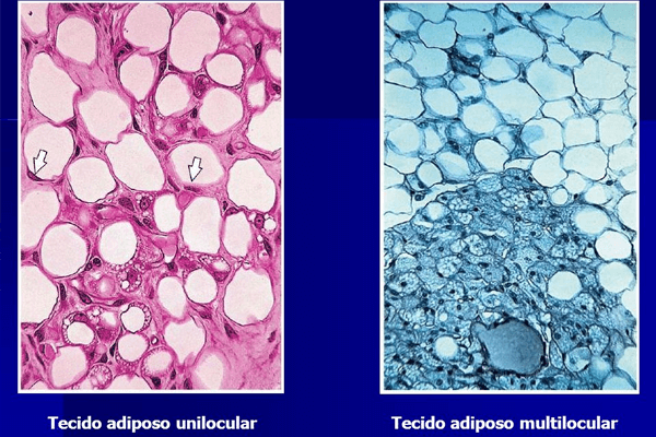 Tecido adiposo: classificação, características e estrutura