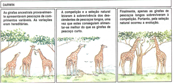 teoria darwinista