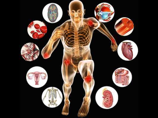 anatomia e fisiologia humana