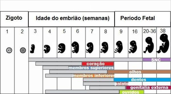 embriologia desenvolvimento-humano