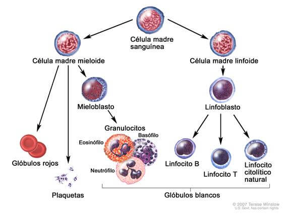 tipos de linfócitos