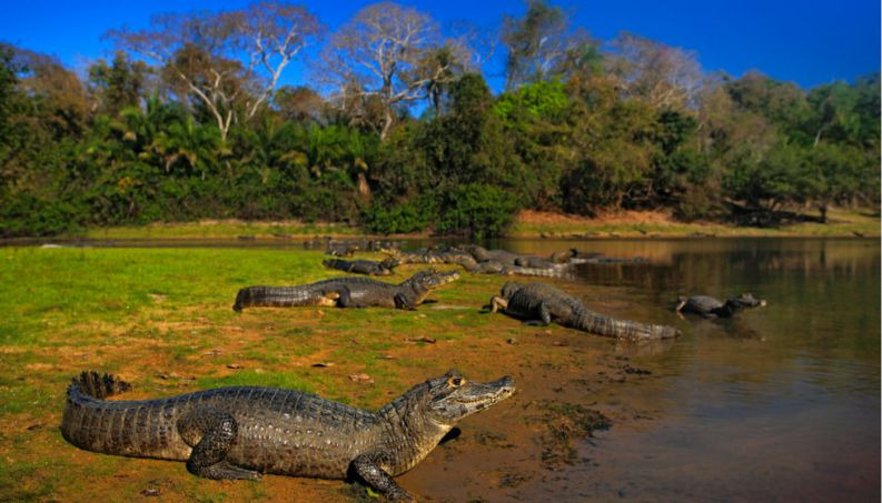 Pantanal Brasil